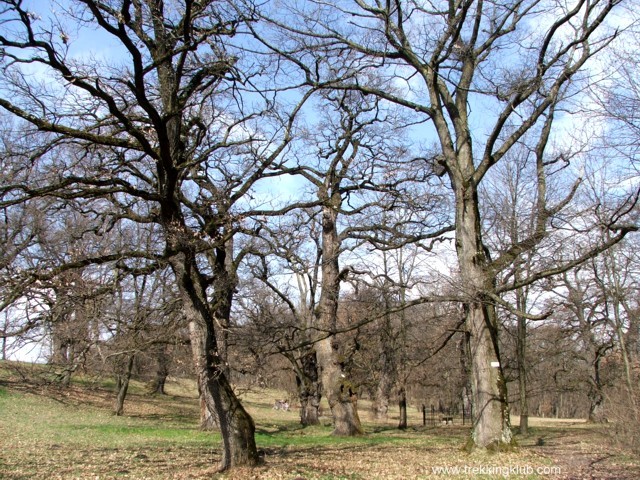 Parcul dendrologic Brancovenesti