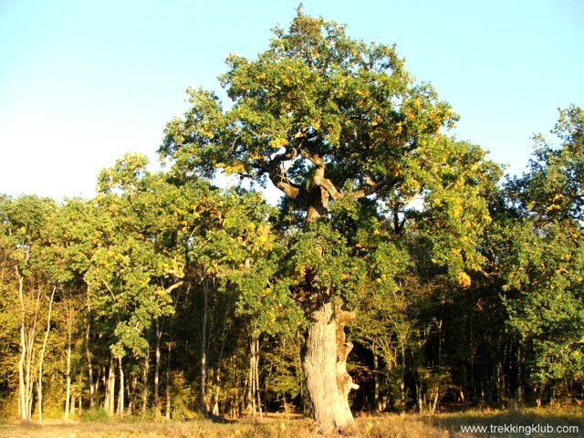 La marginea padurii Mociar Padurea Mociar