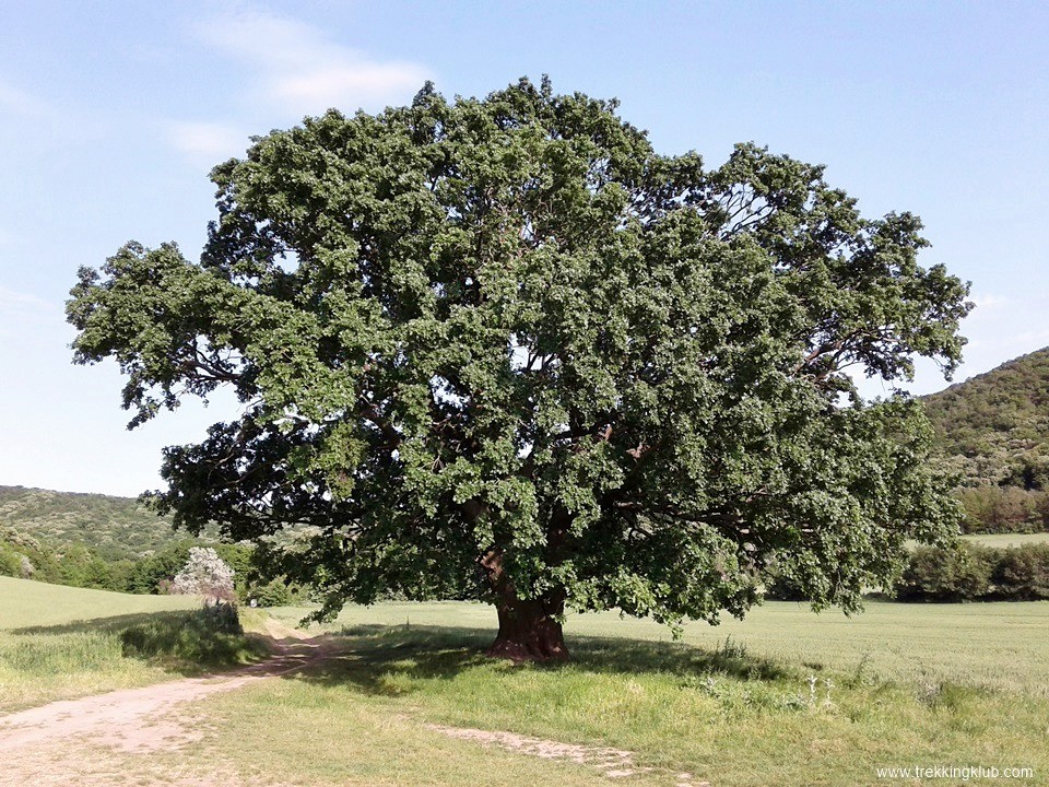 Stejarul din Valea Cozluk - Muntii Macinului