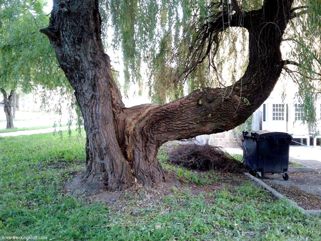 Salcia - Miercurea Ciuc