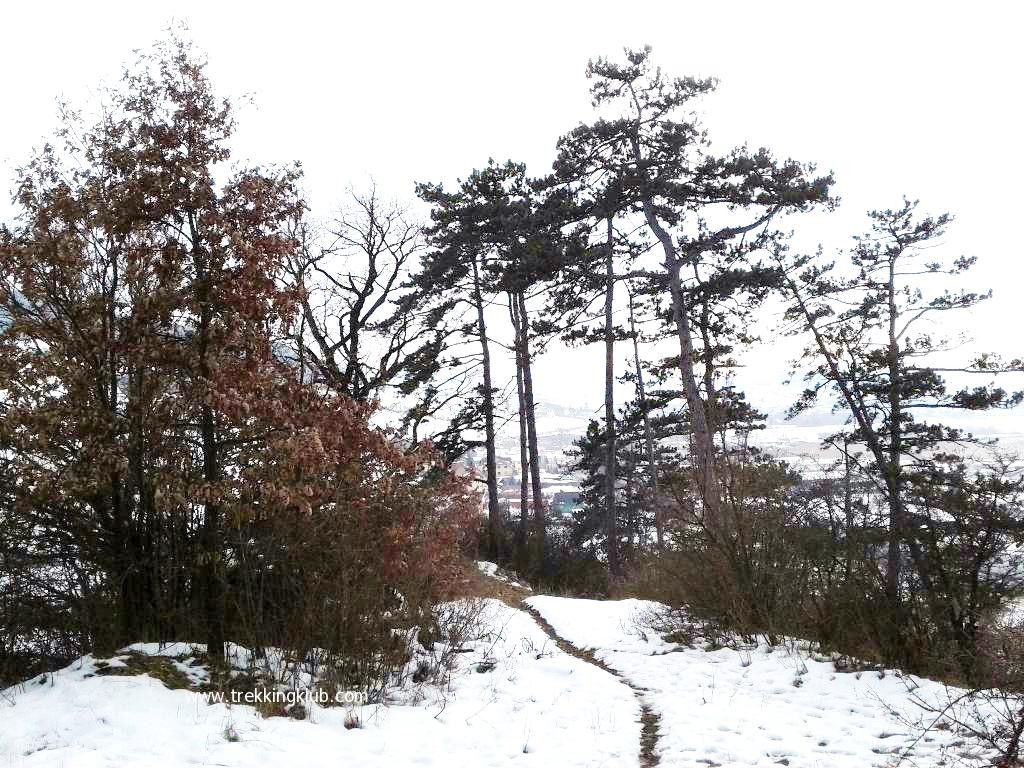 Padurea paralela cu strada Rakoczi - Odorheiu Secuiesc