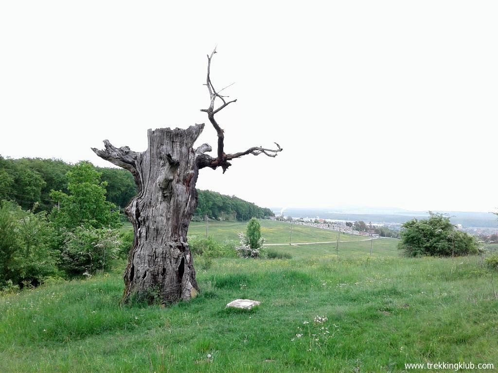 Stejarul singuratic - Reghin