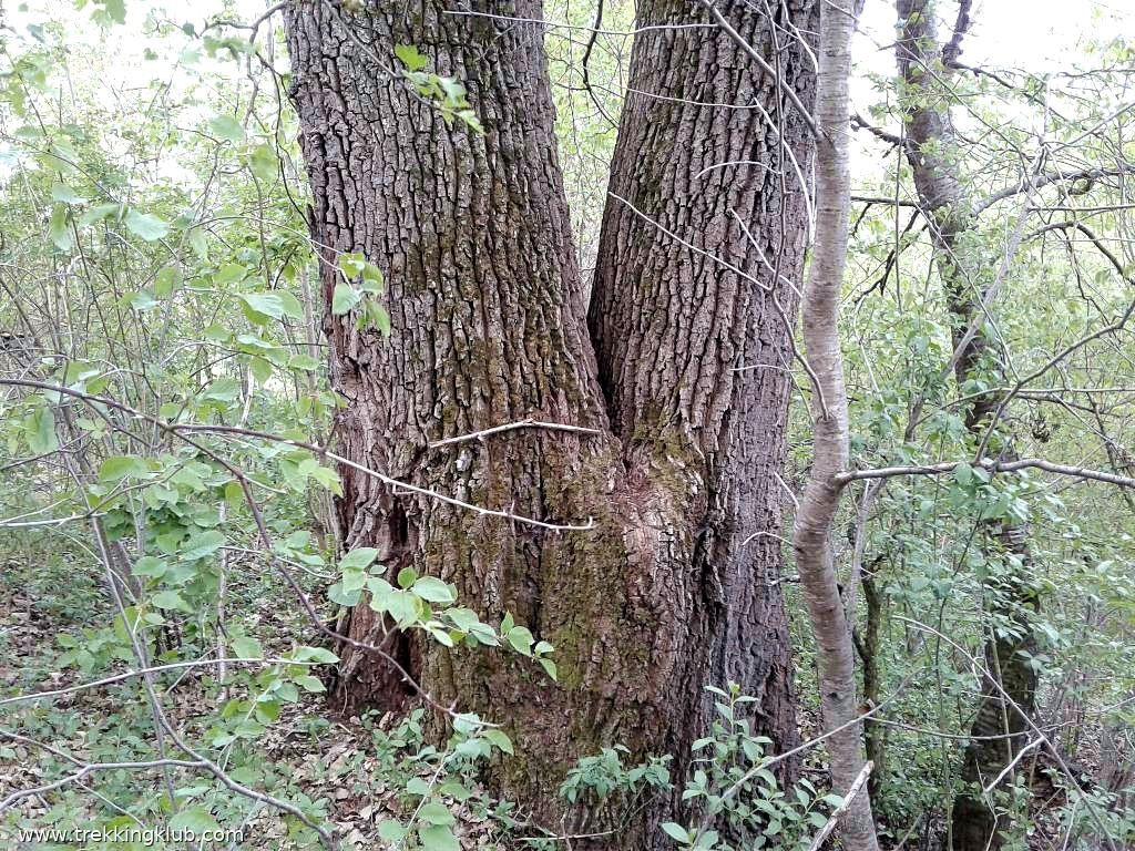 Stejar cu doua trunchiuri Stejar cu doua trunchiuri in Gradina Scolii - Petreni