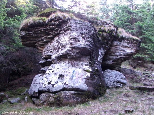 Ciuperca de piatra - Nemira Mica