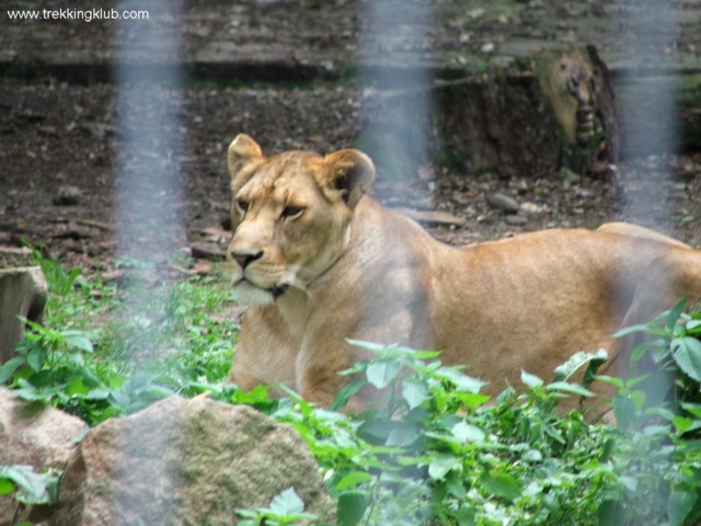 Zoo Targu Mures - Platoul Cornisa - Targu Mures