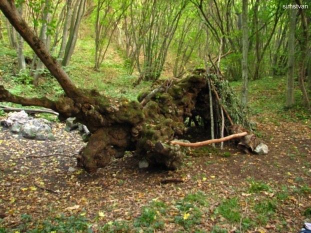 Copacul Cerbul Minune - Padurea Faget