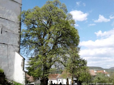 Teiul pucios din gradina bisericii Martinis
