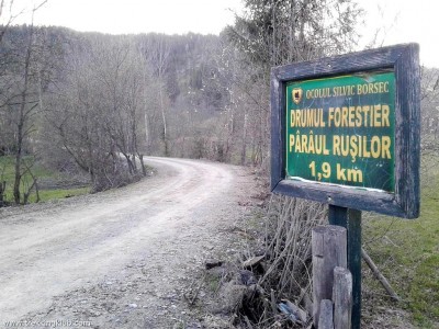 Mlastina de la Paraul Rusilor Bilbor