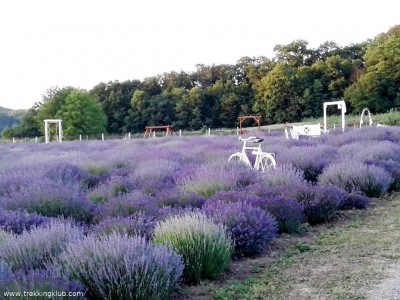 Dealul cu lavanda - Bezid