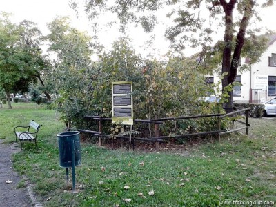 Mini padure Miyawaki - Targu Mures