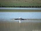 Lacul Lebedelor - Faragau Lebada 1 Lacul Lebedelor Faragau