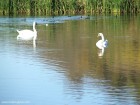 Lacul Lebedelor - Faragau Lebede 1 Lacul Lebedelor Faragau