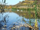 Lacul Lebedelor - Faragau Lebede 2 Lacul Lebedelor Faragau