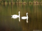 Lacul Lebedelor - Faragau Lebede 3 Lacul Lebedelor Faragau