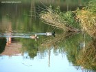 Lacul Verde - Sancraiu de Mures Rate Lacul Verde Sancrai Mures