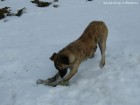 Varful Bohodei Caine de paza caine paza hot geocutii