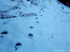 Varful lui Alexandru - Soimeni Urmele ursului Varful Alexandru Soimeni Muntii Ciucului