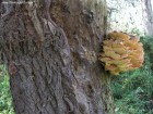 Gornesti Ciuperca de copac Gornesti