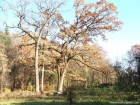 Parcul dendrologic Gurghiu Parc dendrologic Gurghiu