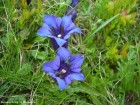 Gentiana