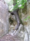 Cetatea Almasului Radacina Cetatea Almasului