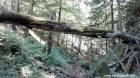 Cheile Paraului Alb - Muntii Ciucas Copacul cazut peste vale Cheile Paraului Alb