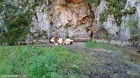 Vaca la odihna Vaca la odihna