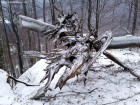 Piatra Zimbrului - Ciuperca de piatra Creatia naturii Ciuperca Piatra Zimbrului
