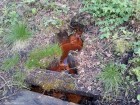 Baile Nadas - Tusnadu Nou Izvor cu apa minerala Baile Nadas Tusnadu Nou