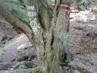 Copac inscriptionat
