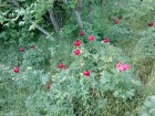 Varful Cozluc - Muntii Macinului Bujori la marginea padurii Cozluk