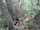 Domeniul furnicilor Domeniul furnicilor