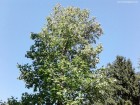 Parcul dendrologic Arcalia Coroana arborelui lalea Arcalia parc dendrologic