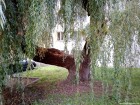 Salcia - Miercurea Ciuc Dinspre trotuar Miercurea Ciuc salcie