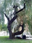 Salcia - Miercurea Ciuc Salcie cu doua trunchiuri Miercurea Ciuc salcie