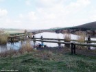 Taul Bujorului - Zau de Campie Calare pe tevi Lacul Taul Bujorului Zau de Campie Bujor