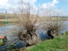 Taul Bujorului - Zau de Campie Supraveghere video Lacul Taul Bujorului Zau de Campie Bujor