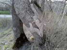 Rana vindecata Rana vindecata