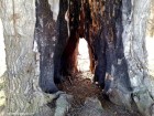 Observatorul Lunca Postei - Sighisoara Cavitate arsa Sighisoara observator Lunca Postei Eichenrucken Spatele Stejerisului belvedere