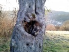 Observatorul Lunca Postei - Sighisoara Inima Sighisoara observator Lunca Postei Eichenrucken Spatele Stejerisului belvedere