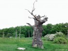 Stejarul singuratic - Reghin Spre Padurea Rotunda Reghin stejar singuratic Ziegenwald Padurea Rotunda stejarul