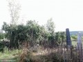 Tufis dens de liliac Tufis dens de liliac