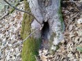 Lacul Mierlei - Sovata Creanga care creste din cavitate Sovata lac lacul Mierlei