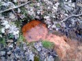 Apa minerala colectata in rezervor de lemn Apa minerala colectata in rezervor de lemn