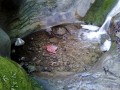 Cascada Berea - Apa Asau Marmita rotunda Apa Asau cascada Beri Berea