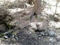 Apa minerala de la Rompatel - Nadejdea Izvor apa potabila Nadejdea izvor apa minerala Rompatel