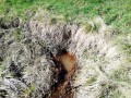 Apa minerala de la Rompatel - Nadejdea Apa minerala murdara Nadejdea izvor apa minerala Rompatel