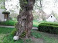 Trunchiul teiului Trunchiul teiului