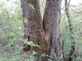 Stejar cu doua trunchiuri in Gradina Scolii