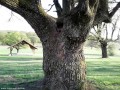 Stejarisul de langa Trecatoarea Ulies - Iasu Stejar gol pe dinauntru Iasu Ighiu padure stejaris Trecatoare Ulies